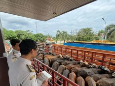 Arus Ternak dari Sumatra ke Jawa Meningkat