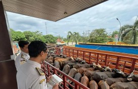 Arus Ternak dari Sumatra ke Jawa Meningkat