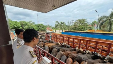 Arus Ternak dari Sumatra ke Jawa Meningkat