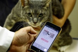 Aplikasi Kecerdasan Buatan (AI) Ini Bisa Deteksi Sakit pada Kucing, Akurasi 95%!