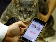 Aplikasi Kecerdasan Buatan (AI) Ini Bisa Deteksi Sakit pada Kucing, Akurasi 95%!