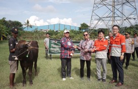 Cirebon Power Salurkan 53 Ekor Hewan Kurban untuk Penanganan Stunting di Kabupaten Cirebon