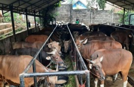 BUMD DKI Perumda Dharma Jaya Siapkan 800 Sapi dan 100 Kambing Buat Iduladha