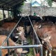 BUMD DKI Perumda Dharma Jaya Siapkan 800 Sapi dan 100 Kambing Buat Iduladha