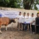 Hari Raya Iduladha, Telksomsel Salurkan 103 Sapi dan 607 Kambing Kurban