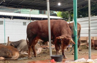 Gibran Sumbangkan Sapi Limosin 700 Kg untuk Masjid di Kebayoran Baru