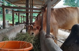 Peternak di Medan Akui Penjualan Hewan Kurban 2024 'Dingin'