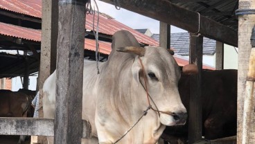 Harga Sapi Kurban Paling Banyak Diminati di Palembang Berkisar Rp18 - 20 Juta