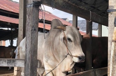 Harga Sapi Kurban Paling Banyak Diminati di Palembang Berkisar Rp18 - 20 Juta