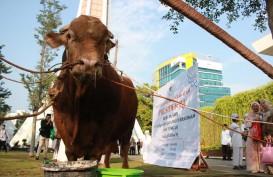 Sapi Kurban Jokowi di Semarang akan Dipotong Besok, Ini Alasannya