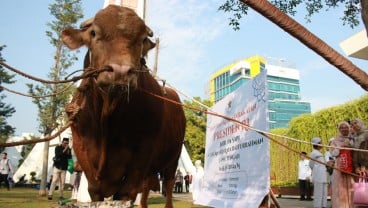 Sapi Kurban Jokowi di Semarang akan Dipotong Besok, Ini Alasannya