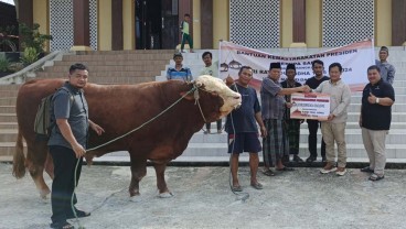 Jokowi Kirim Sapi Kurban Limosin 900 Kg ke IKN, Ini Penampakannya