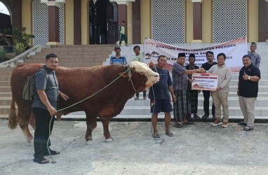 Jokowi Kirim Sapi Kurban Limosin 900 Kg ke IKN, Ini Penampakannya