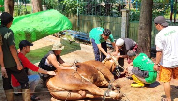 Warga Semarang Antre Sejak Pagi Demi Daging Sapi Kurban Jokowi