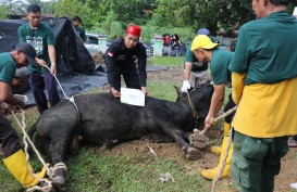 PHR Sumatera Salurkan 514 Hewan Kurban ke Masyarakat Sekitar