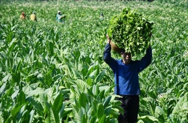 Buruh Tani Tembakau di Pamekasan Dikucuri Bantuan Langsung Tunai