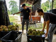 Akhirnya, Malaysia Bisa Ekspor Durian Segar ke China