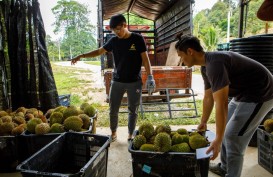Akhirnya, Malaysia Bisa Ekspor Durian Segar ke China