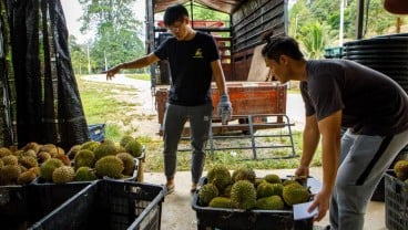 Akhirnya, Malaysia Bisa Ekspor Durian Segar ke China