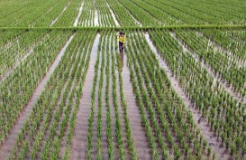 Kementan Mau Bikin 1 Juta Hektare Sawah, Minta Anggaran Rp51,6 Triliun