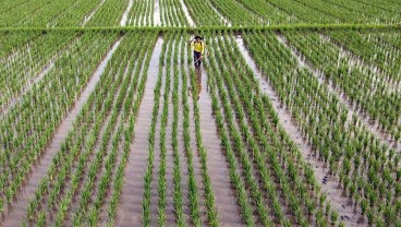 Kementan Mau Bikin 1 Juta Hektare Sawah, Minta Anggaran Rp51,6 Triliun