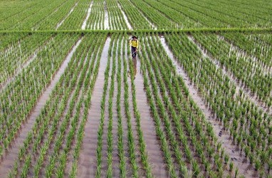 Kementan Mau Bikin 1 Juta Hektare Sawah, Minta Anggaran Rp51,6 Triliun