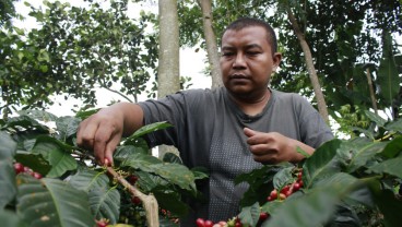 Koperasi Rejo Mulyo Promosikan Kopi Temanggung Hingga Luar Negeri
