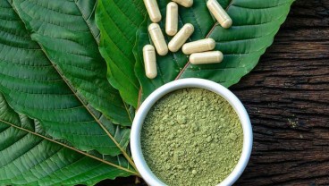 RI Mau Legalisasi Daun Kratom, Baca Manfaat dan Efek Samping Bagi Kesehatan