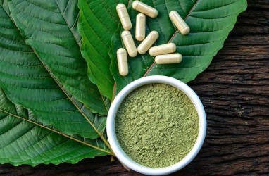 RI Mau Legalisasi Daun Kratom, Baca Manfaat dan Efek Samping Bagi Kesehatan