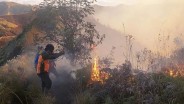 Dampak Kebakaran Taman Nasional Bromo, Begini Perkembangannya