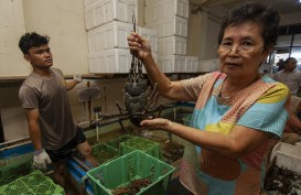 Lobster Air Tawar Kini Jadi Komoditas Unggulan di Waduk Jatigede