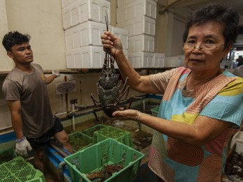 Lobster Air Tawar Kini Jadi Komoditas Unggulan di Waduk Jatigede