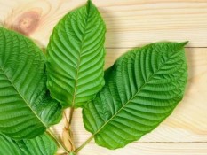 Efek Samping Tanaman Kratom, Berdampak Buruk Bagi Kesehatan Manusia