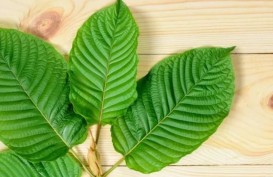 Efek Samping Tanaman Kratom, Berdampak Buruk Bagi Kesehatan Manusia