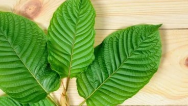 Efek Samping Tanaman Kratom, Berdampak Buruk Bagi Kesehatan Manusia