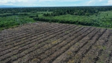 Greenpeace Cs Rilis Panduan Bebas Deforestasi Buat Petani Hadapi EUDR