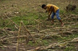 Akibat Alih Fungsi Lahan, Produksi Jagung Sumbar Turun