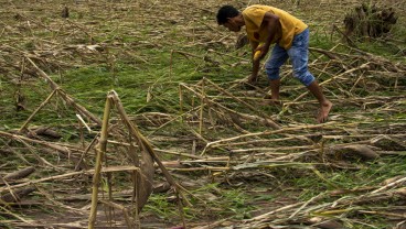 Akibat Alih Fungsi Lahan, Produksi Jagung Sumbar Turun