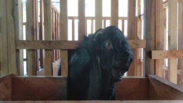 Agar Susu Kambing Berprotein Tinggi, Begini Caranya