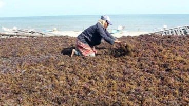 Hilirisasi Rumput Laut, Calon PSN Terganjal Bahan Baku hingga Pabrik Mangkrak