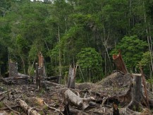 Habisnya 'Kuota' Deforestasi Indonesia saat Bicara Target NDC Emisi Karbon