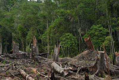 Habisnya 'Kuota' Deforestasi Indonesia saat Bicara Target NDC Emisi Karbon