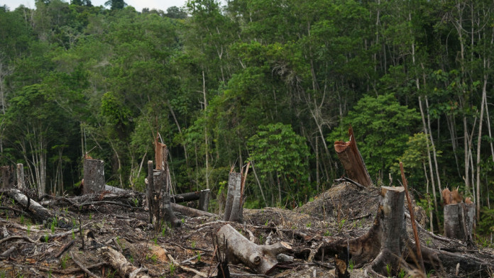 Industrialisasi Sagu, Permintaan Melampaui Pasokan