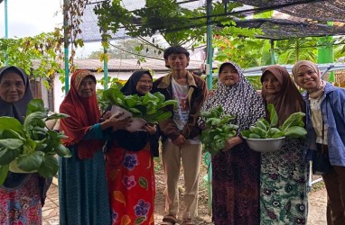 Turunkan Stres Lansia, Hydroponic Serenity Bisa Jadi Alternatif