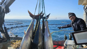 Mencoba Lagi Budidaya Ikan Tuna