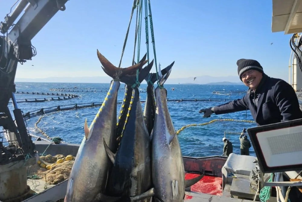 Mencoba Lagi Budidaya Ikan Tuna