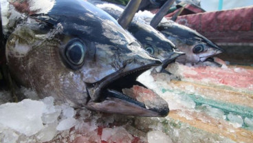 Enam Strategi Mengungkit Daya Saing Tuna di Pasar Dunia