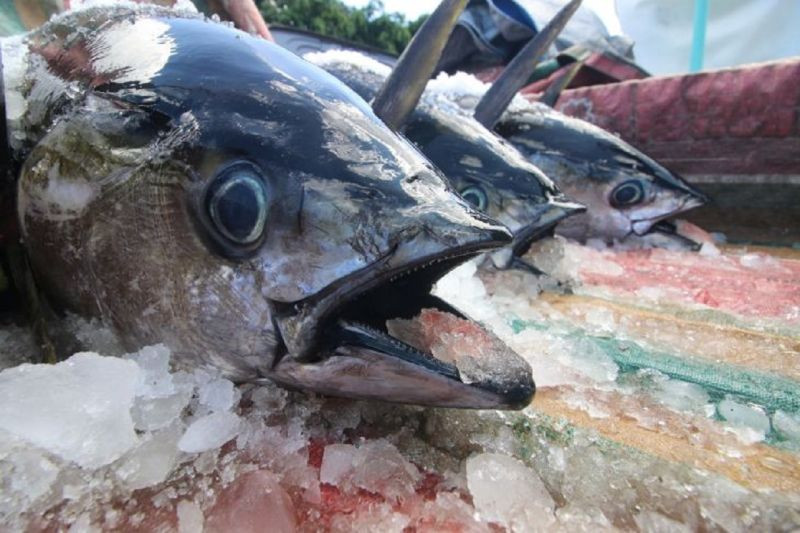 Enam Strategi Mengungkit Daya Saing Tuna di Pasar Dunia