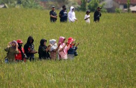 1.055 Hektare Sawah di Indramayu Beralih ke Organik