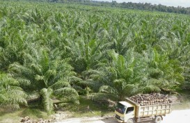 Harga TBS Sawit Sumut 30 Juni 2024 Turun ke Rp2.965,93 per Kg